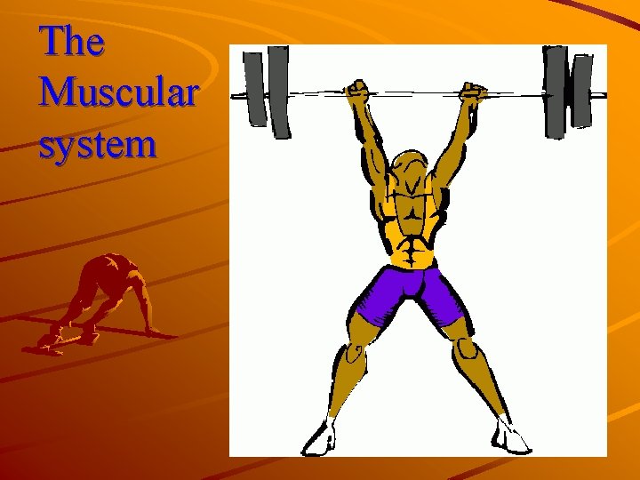 The Muscular system The Muscular system