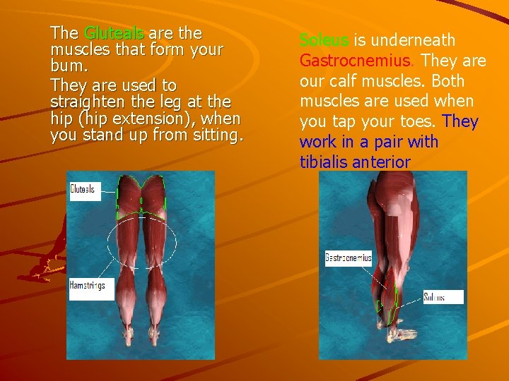 The Gluteals are the muscles that form your bum. They are used to straighten The Gluteals are the muscles that form your bum. They are used to straighten