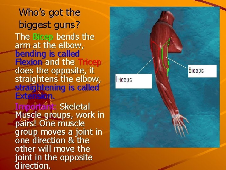Who’s got the biggest guns? The Bicep bends the arm at the elbow, bending Who’s got the biggest guns? The Bicep bends the arm at the elbow, bending