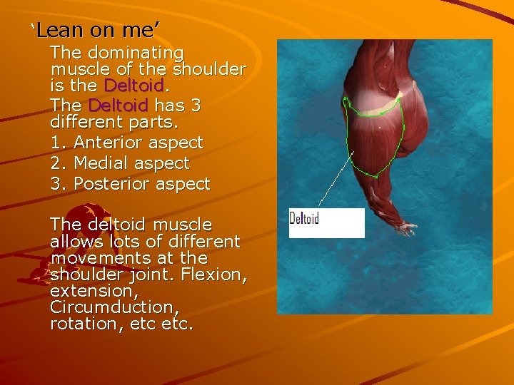 ‘Lean on me’ The dominating muscle of the shoulder is the Deltoid. The Deltoid ‘Lean on me’ The dominating muscle of the shoulder is the Deltoid. The Deltoid