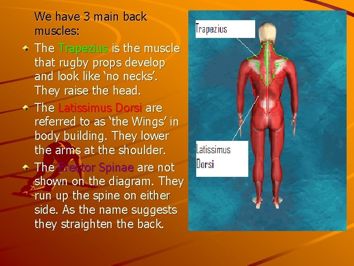 We have 3 main back muscles: The Trapezius is the muscle that rugby props We have 3 main back muscles: The Trapezius is the muscle that rugby props