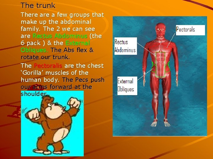 The trunk There a few groups that make up the abdominal family. The 2 The trunk There a few groups that make up the abdominal family. The 2
