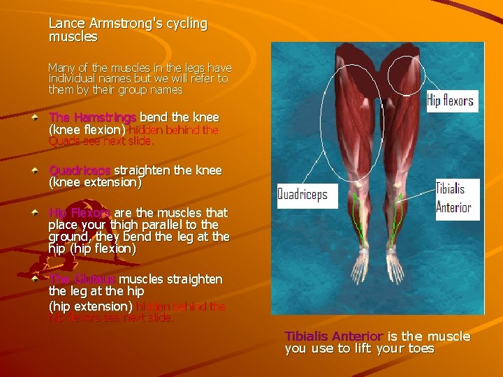 Lance Armstrong's cycling muscles Many of the muscles in the legs have individual names Lance Armstrong's cycling muscles Many of the muscles in the legs have individual names