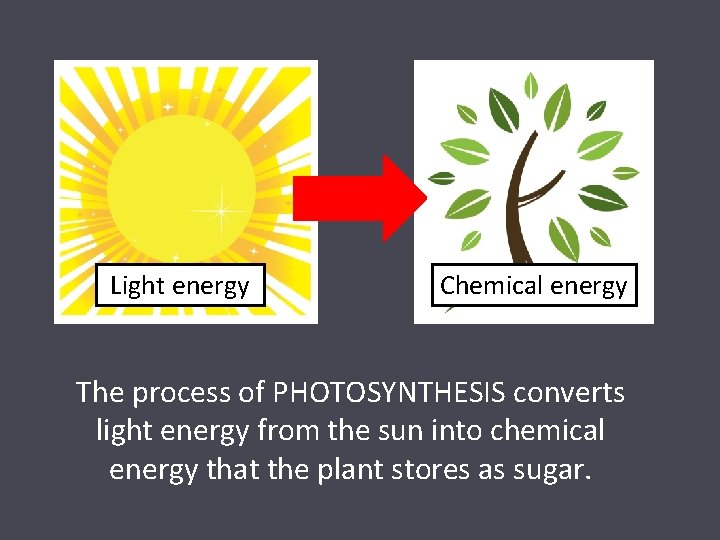 Light energy Chemical energy The process of PHOTOSYNTHESIS converts light energy from the sun