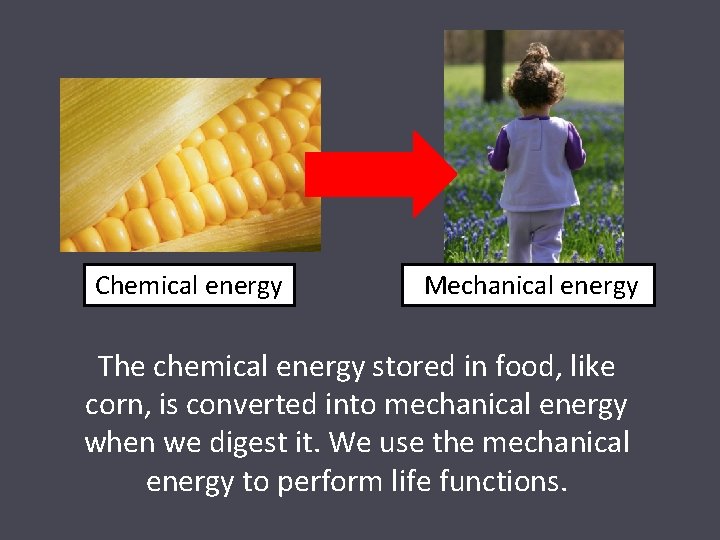 Chemical energy Mechanical energy The chemical energy stored in food, like corn, is converted