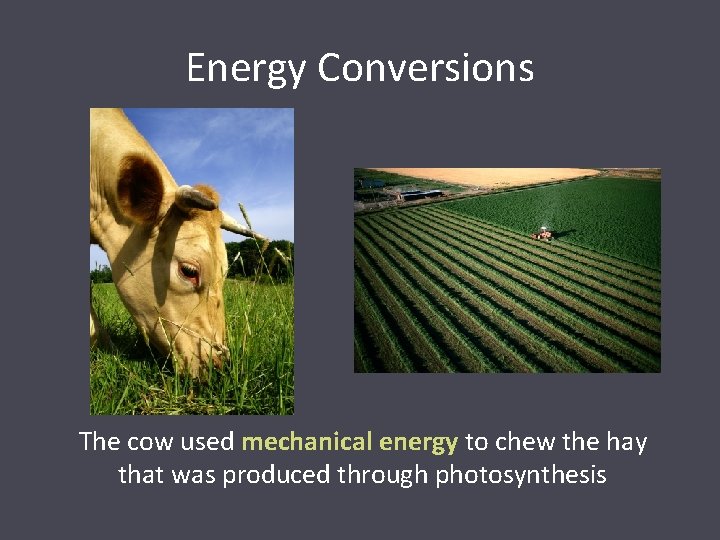 Energy Conversions The cow used mechanical energy to chew the hay that was produced