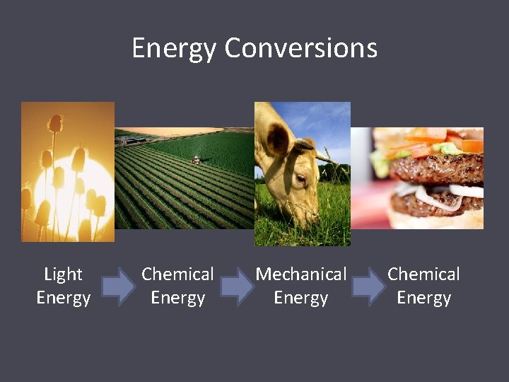 Energy Conversions Light Energy Chemical Energy Mechanical Energy Chemical Energy 