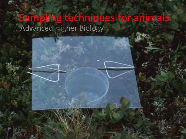 Sampling techniques for animals Advanced Higher Biology 