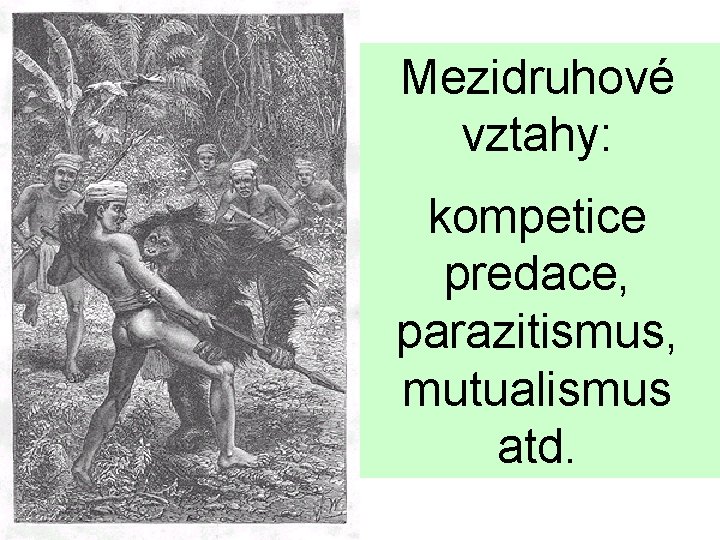 Mezidruhové vztahy: kompetice predace, parazitismus, mutualismus atd. 