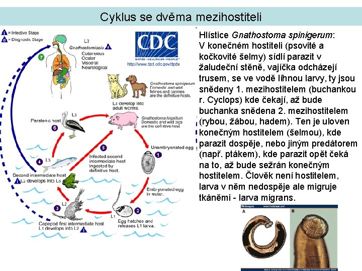 Cyklus se dvěma mezihostiteli Hlístice Gnathostoma spinigerum: V konečném hostiteli (psovité a kočkovité šelmy)