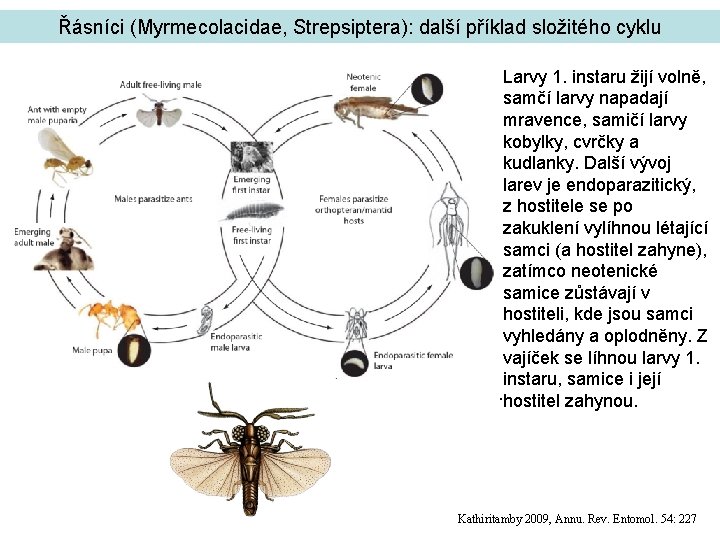 Řásníci (Myrmecolacidae, Strepsiptera): další příklad složitého cyklu Larvy 1. instaru žijí volně, samčí larvy