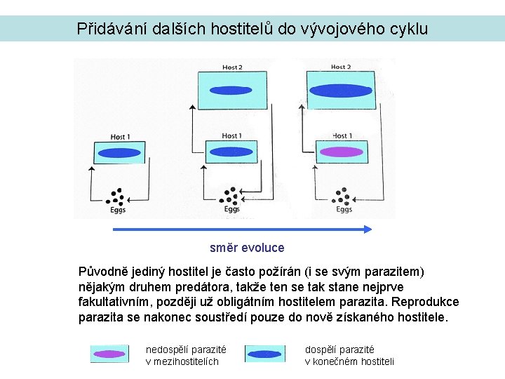 Přidávání dalších hostitelů do vývojového cyklu směr evoluce Původně jediný hostitel je často požírán