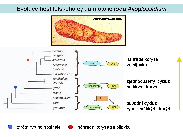 Evoluce hostitelského cyklu motolic rodu Alloglossidium náhrada korýše za pijavku zjednodušený cyklus měkkýš -