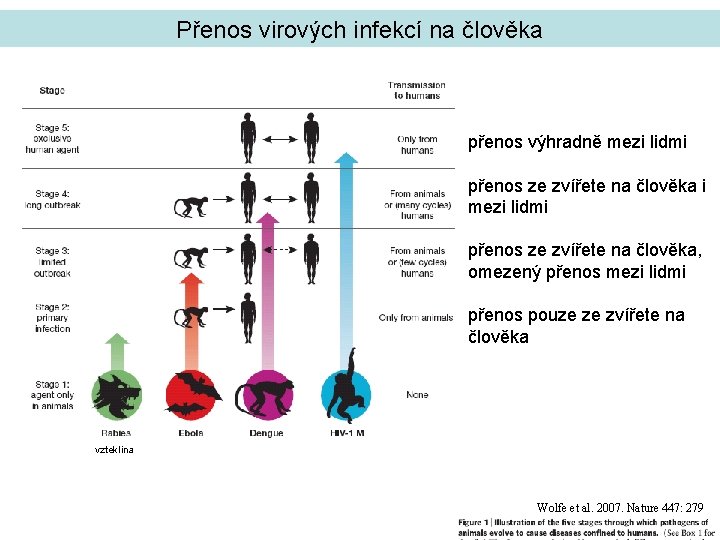 Přenos virových infekcí na člověka přenos výhradně mezi lidmi přenos ze zvířete na člověka