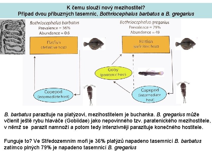 K čemu slouží nový mezihostitel? Případ dvou příbuzných tasemnic, Bothriocephalus barbatus a B. gregarius