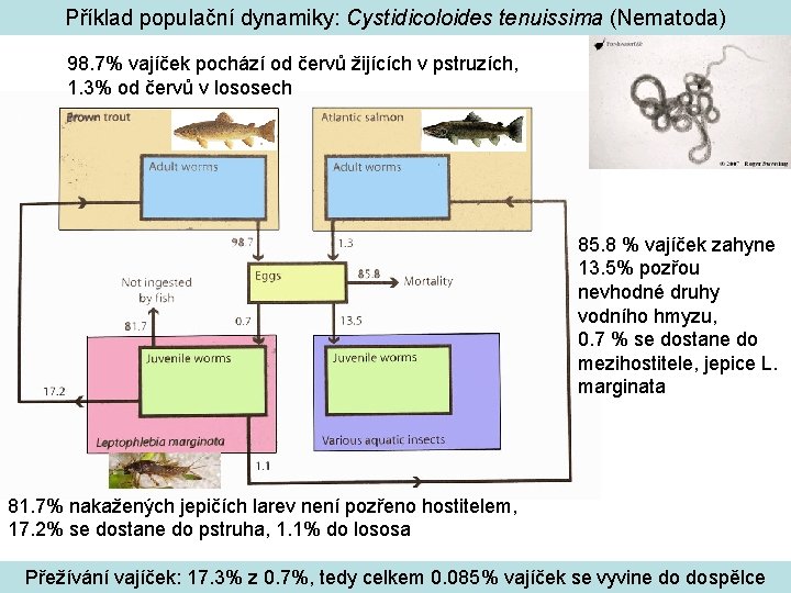 Příklad populační dynamiky: Cystidicoloides tenuissima (Nematoda) 98. 7% vajíček pochází od červů žijících v