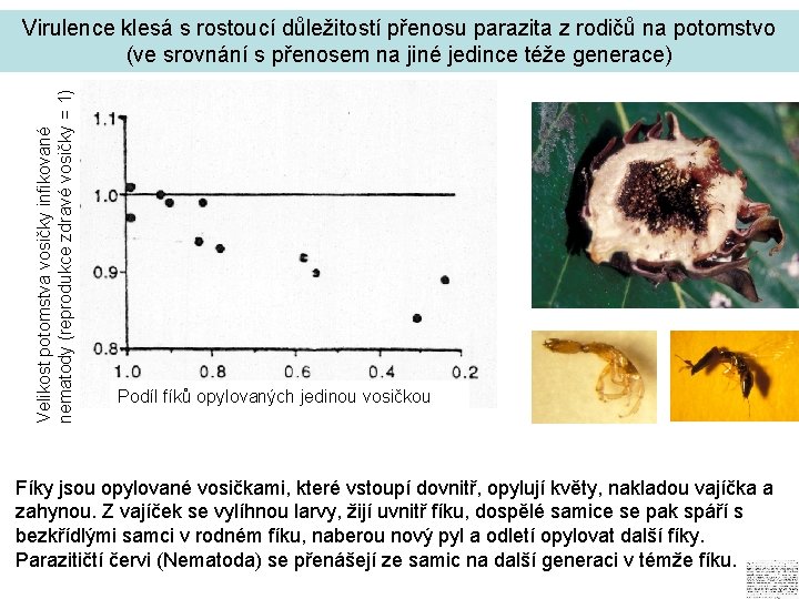 Velikost potomstva vosičky infikované nematody (reprodukce zdravé vosičky = 1) Virulence klesá s rostoucí