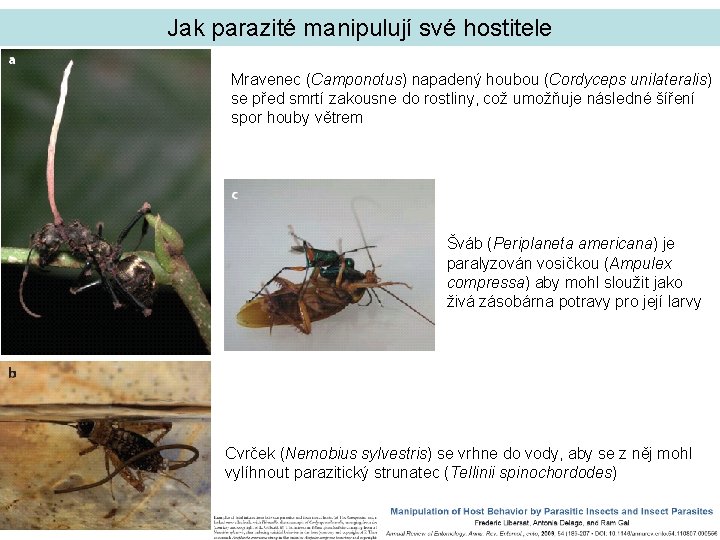 Jak parazité manipulují své hostitele Mravenec (Camponotus) napadený houbou (Cordyceps unilateralis) se před smrtí