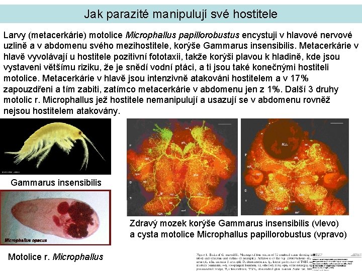 Jak parazité manipulují své hostitele Larvy (metacerkárie) motolice Microphallus papillorobustus encystuji v hlavové nervové