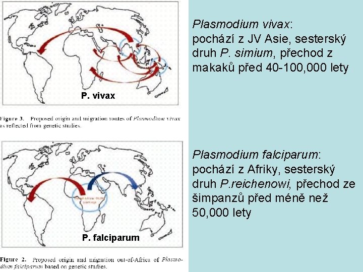 Plasmodium vivax: pochází z JV Asie, sesterský druh P. simium, přechod z makaků před