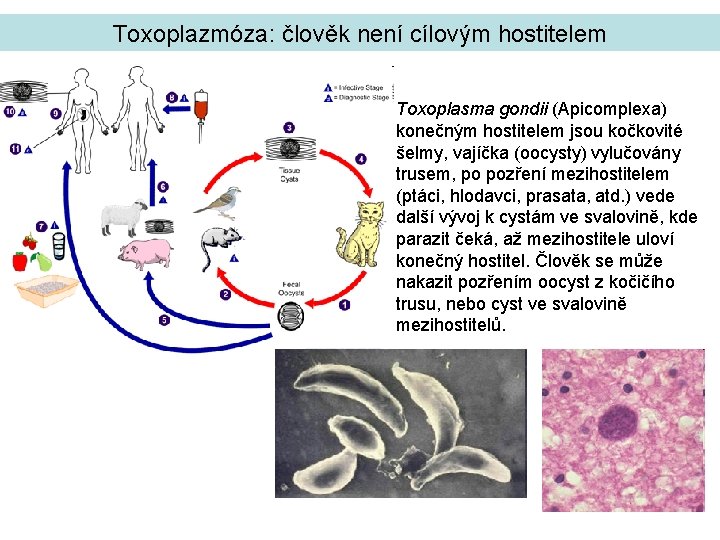 Toxoplazmóza: člověk není cílovým hostitelem Toxoplasma gondii (Apicomplexa) konečným hostitelem jsou kočkovité šelmy, vajíčka