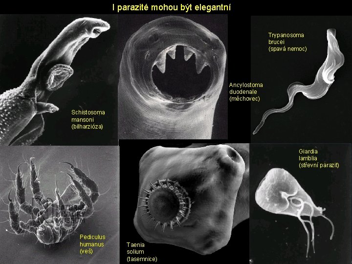 I parazité mohou být elegantní Trypanosoma brucei (spavá nemoc) Ancylostoma duodenale (měchovec) Schistosoma mansoni