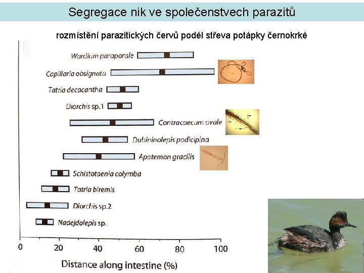 Segregace nik ve společenstvech parazitů rozmístění parazitických červů podél střeva potápky černokrké 