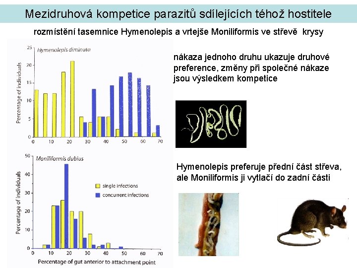 Mezidruhová kompetice parazitů sdílejících téhož hostitele rozmístění tasemnice Hymenolepis a vrtejše Moniliformis ve střevě