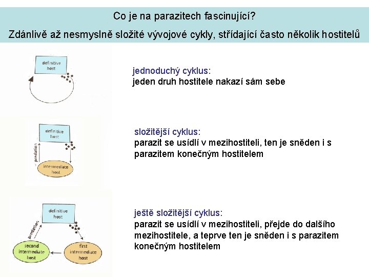 Co je na parazitech fascinující? Zdánlivě až nesmyslně složité vývojové cykly, střídající často několik