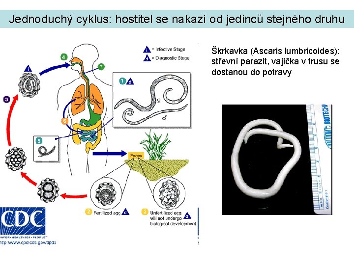 Jednoduchý cyklus: hostitel se nakazí od jedinců stejného druhu Škrkavka (Ascaris lumbricoides): střevní parazit,