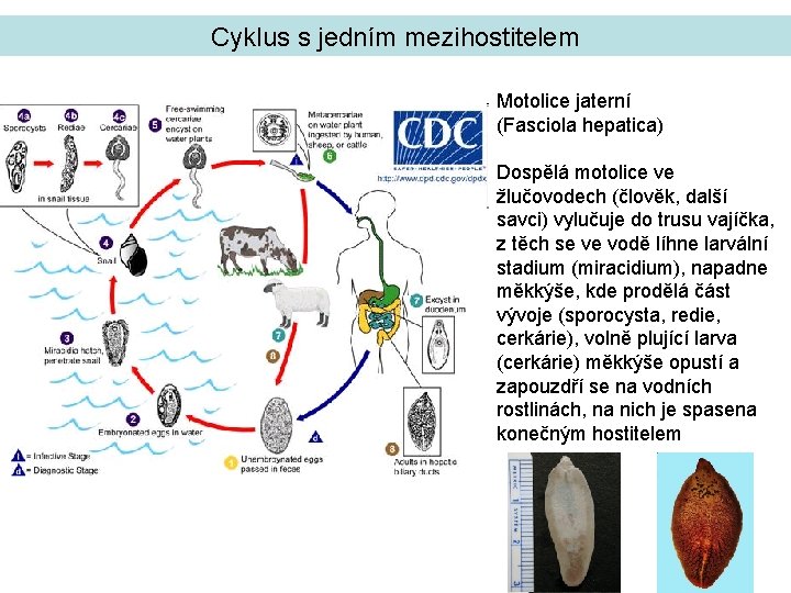 Cyklus s jedním mezihostitelem Motolice jaterní (Fasciola hepatica) Dospělá motolice ve žlučovodech (člověk, další