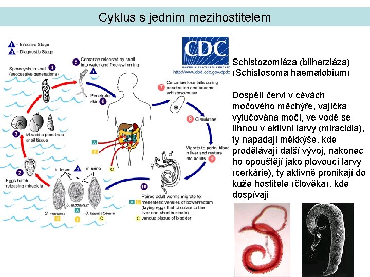 Cyklus s jedním mezihostitelem Schistozomiáza (bilharziáza) (Schistosoma haematobium) Dospělí červi v cévách močového měchýře,