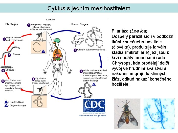 Cyklus s jedním mezihostitelem Filariáza (Loa loa): Dospělý parazit sídlí v podkožní tkáni konečného