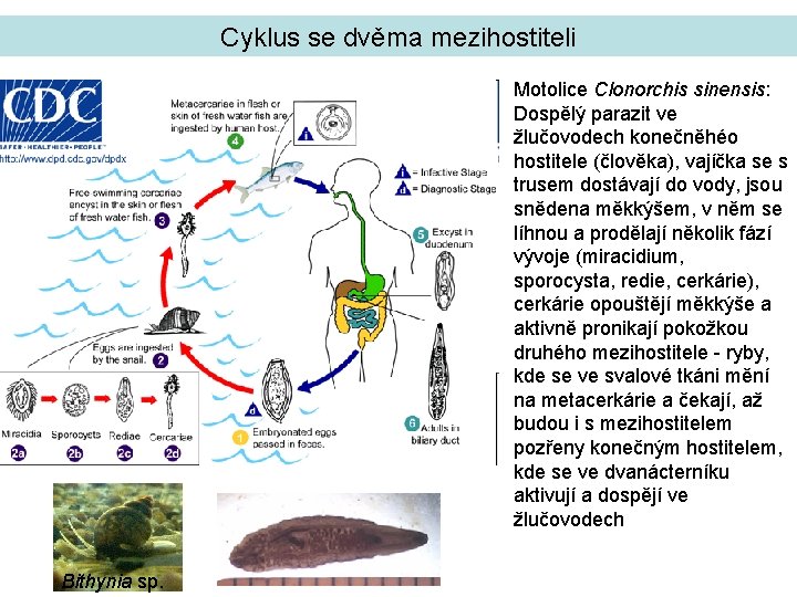 Cyklus se dvěma mezihostiteli Motolice Clonorchis sinensis: Dospělý parazit ve žlučovodech konečněhéo hostitele (člověka),