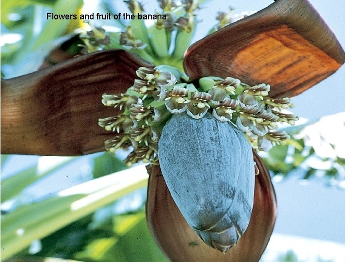 Flowers and fruit of the banana 