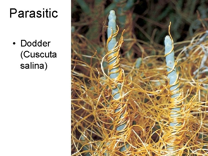 Parasitic • Dodder (Cuscuta salina) 