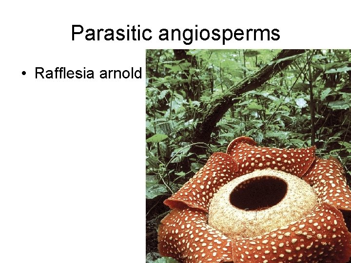 Parasitic angiosperms • Rafflesia arnoldii 