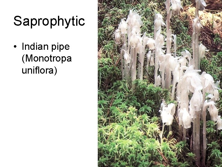 Saprophytic • Indian pipe (Monotropa uniflora) 