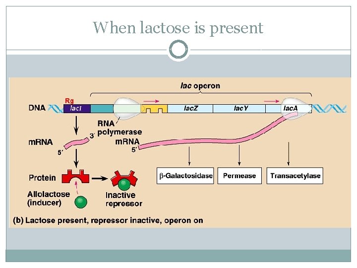 When lactose is present 