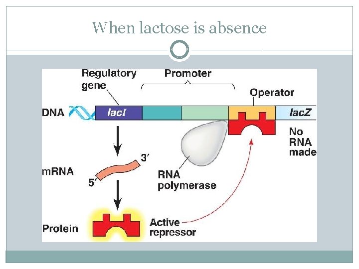 When lactose is absence 