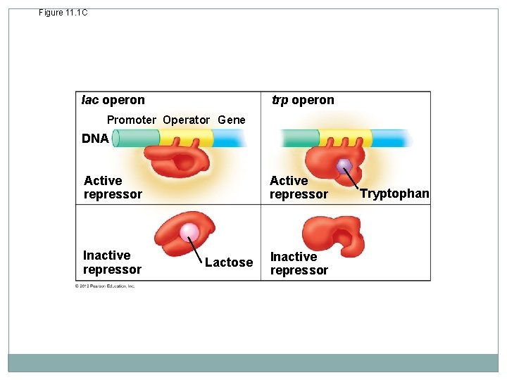 Figure 11. 1 C trp operon lac operon Promoter Operator Gene DNA Active repressor
