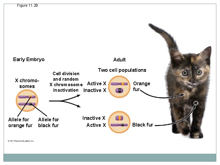 Figure 11. 2 B Early Embryo Adult Two cell populations X chromosomes Allele for