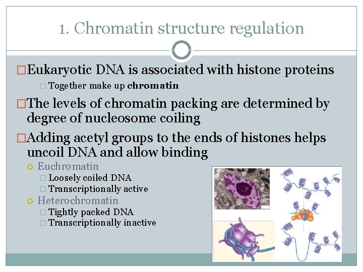 1. Chromatin structure regulation �Eukaryotic DNA is associated with histone proteins � Together make