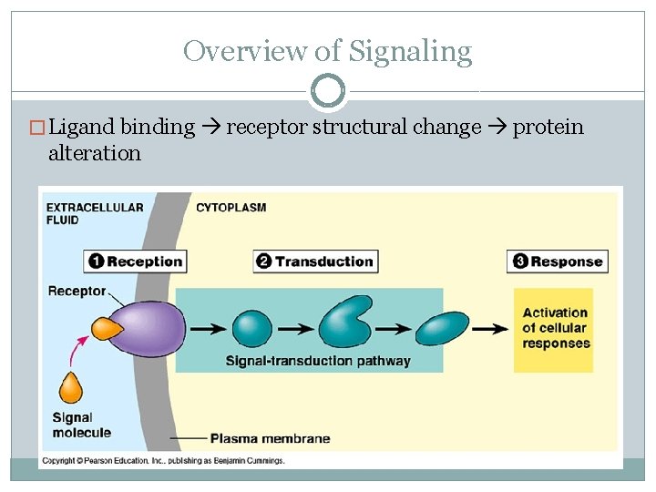 Overview of Signaling � Ligand binding receptor structural change protein alteration 