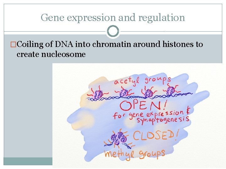 Gene expression and regulation �Coiling of DNA into chromatin around histones to create nucleosome