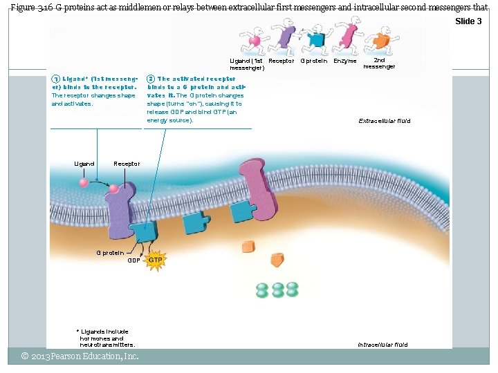 Figure 3. 16 G proteins act as middlemen or relays between extracellular first messengers