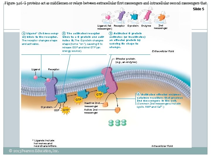 Figure 3. 16 G proteins act as middlemen or relays between extracellular first messengers