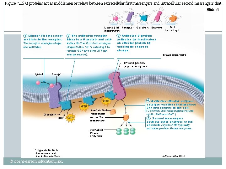 Figure 3. 16 G proteins act as middlemen or relays between extracellular first messengers