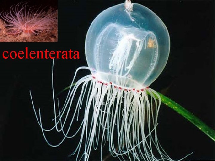 coelenterata Coelenterata 
