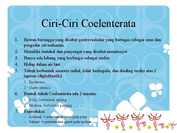 Ciri-Ciri Coelenterata 1. 2. 3. 4. 5. Hewan berongga yang disebut gastrovaskular yang bertugas